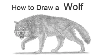 How to Draw a Wolf Growling (Snarling)