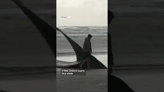 Sad and rare: Gigantic NZ pygmy blue whale washes up on beach | Newshub