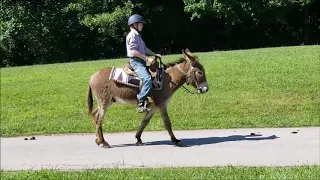 FOR SALE "Marcus" 8yr 12h Brown Tan Riding Donkey Cut Jack - Child and Family Friendly