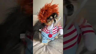 Dog Dressed In Chucky Costume Comes Full Swing At 📷 #shorts #dog