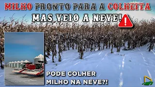 HORA DE COLHER O MILHO, E AGORA?