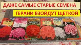 Сею Пеларгонию и выращиваю Только так результат 100% всхожесть из семян