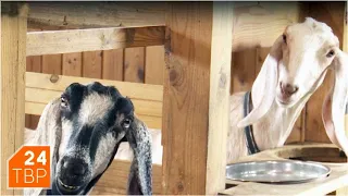 Нубийские козы кричат «Ма»! | Элита | ТВР24