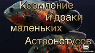 Кормление и драки астронотусов   HD 1080p