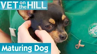 🐶 Is This Dog Ready For Pregnancy? | FULL EPISODE | S01E08 | Vet On The Hill