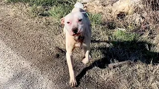 Injured Pittie in the middle of nowhere got an emergency treatment