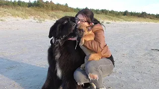Walk along the beach/Newfoundland dog Lex and  friends