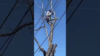 Tree removal