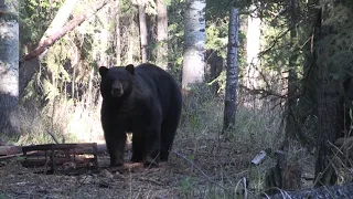 400 lbs Black bear at 20 yards.