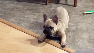 French Bulldog Puppy just as CRAZY as our Pet Foxes!!