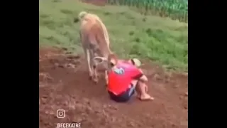 Dogs try to cheer up a sad farmer and call cows to help 🥹