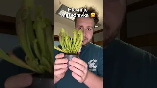 Dneska zade jedna parádní objednavka 😍. Pokud máte nejaké otázky, nápište😎 #fyb #plants #diy