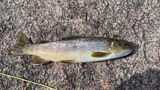 Fly Fishing WILDCAT CANYON (Catch, Cook, and Camp)