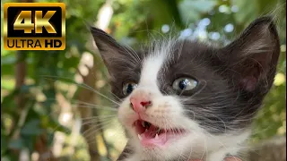 Crying baby cat video 4K 60FPS