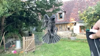 Beautiful slow motion of a crow flying to see me