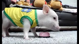 This Pig Isn't Just Adorable, He's Also Brilliantly Smart | Kritter Klub