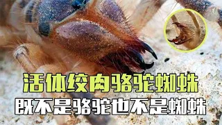 撒旦的女儿骆驼蜘蛛，凶狠獠牙撕碎猎物，美国士兵的沙漠噩梦！【西风探瘦马】