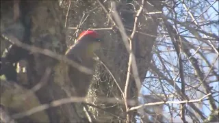 Red Bellied Woodpecker Hammers Away Tree Bark Hilton Head Island, SC