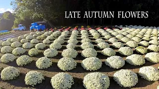 Late Autumn Flowers 晩秋の花たち #chrysanthemum  #mum