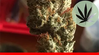 Sour Strawberry Diesel - All About This Strain