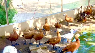 Ruddy shelduck