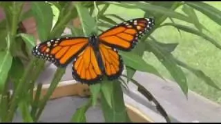 The Monarch Butterfly Life Cycle Video