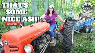 Vintage MF35 Tractor, Stihl 044 & Family Gathering Firewood!