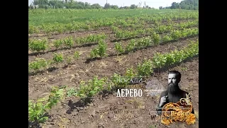 Саженцы ореха Кочерженко видео, Walnuts Broker