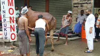 Biggest Cow Qurbani in Bangladesh .Horiyana cow of GRAMSICO