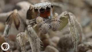 For These Tiny Spiders, It's Sing or Get Served | Deep Look