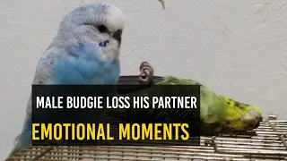 Female Budgie died | Emotional moment of male budgie