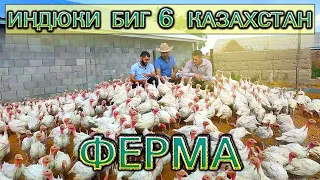 Биг 6 индюки - Ферма в Казахстане 2020
