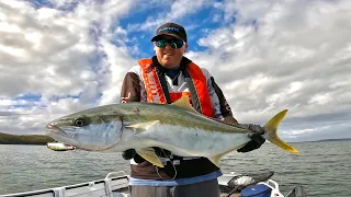 Kingfish mayhem on Lake Macquarie - 5 legals caught !