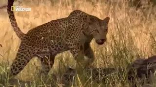 Животный мир  Хищники Африки  Леопард  Охота  Желанное место  Конфликт  Драма  Трагедия