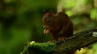 écureuil vidéo 4k