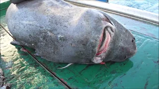 Releasing alive a Greenland shark, Somniosus microcephalus, in a scientific campaign