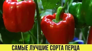 САМЫЕ лучшие СОРТА ПЕРЦА для теплиц с большим урожаем с куста Описания и характеристики