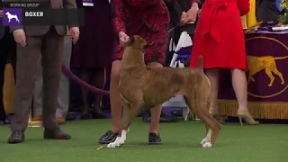 Boxers | Breed Judging 2020