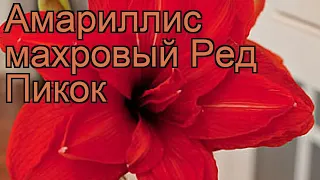 Амариллис махровый Ред Пикок 🌿 обзор: как сажать, луковицы амариллиса Ред Пикок