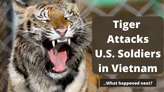 Tiger Attacks During the Vietnam War: Predators in the Bushes