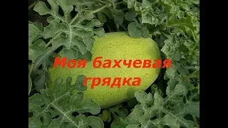 АРБУЗЫ.  УДАЧНО ПОДОБРАННЫЕ СОРТА И БУДЕТЕ С УРОЖАЕМ В ЛЮБОМ РЕГИОНЕ