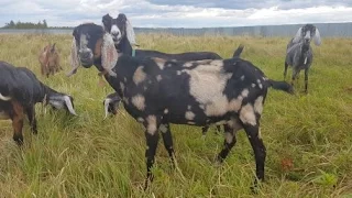 Нубийские козы в КФХ "Семкино подворье"