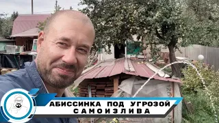 АБИССИНКА ПОД УГРОЗОЙ САМОИЗЛИВА