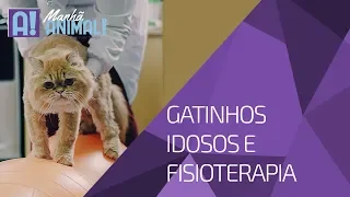 🐱CUIDADOS COM GATOS IDOSOS E A IMPORTÂNCIA DA FISIOTERAPIA