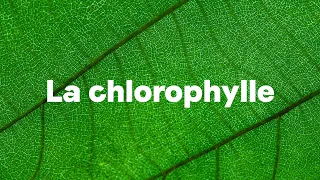 Zoom sur la chlorophylle et ses bienfaits