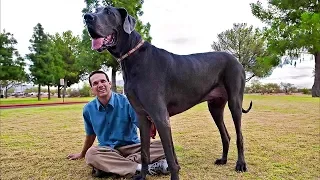 Самые огромные собаки в мире!