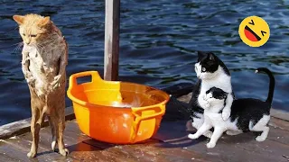 New Funny Animals 😅 Funniest Dogs And Cats Videos 2023🐶😺 #1