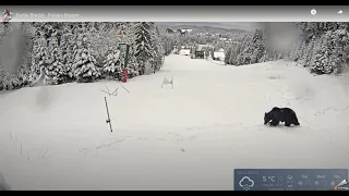 Ursul la powder ski in Poiana Brasov pe partia Bradul in amiaza mare