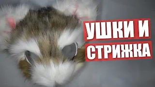 Делаем УШКИ и СТРИЖКА ✅ Крафт ФУРСЬЮТА