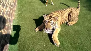 That moment You realise You cannot outrun that tiger !